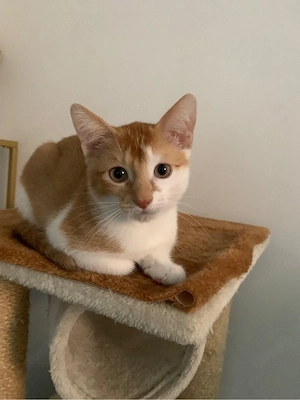 Süßer orange-weißer Kater abzugeben