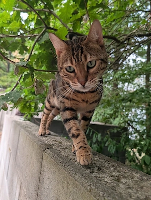Bengalkater sucht zh Hause 