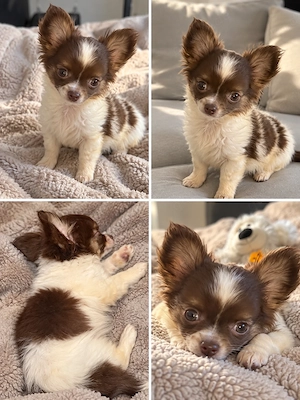 langhaariger Chihuahua Welpe 