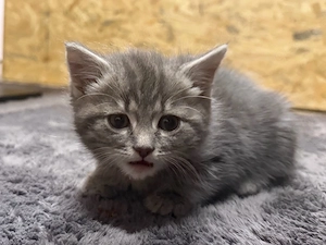 Ein Kater sucht noch nach einen zuhause.