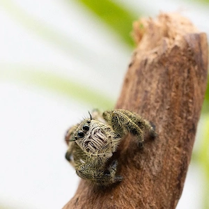 Springspinnen Hyllus Vogelspinnen Kornnattern Asseln 