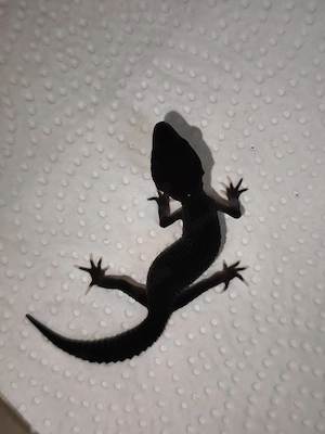 Leopardgecko Black Night 0,1