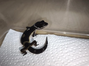 Leopardgecko Black Night 1,0