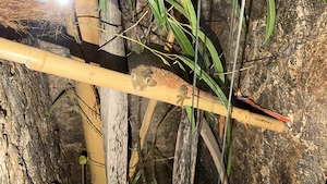 Flechtengecko