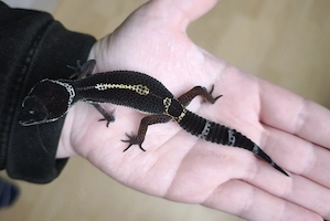 Leopardgecko Black Night 1,0