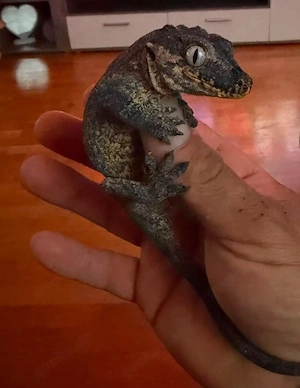 Höckerkopfgecko
