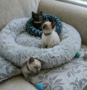 Zuckersüße BKH-Siam-Mix Kitten suchen ein liebevolles Zuhause! 