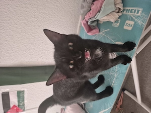 Haus katze zum ab geben.
