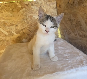 Tumba ein kleines Katzen Kind 