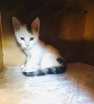 Lupo ein kleines Katerchen