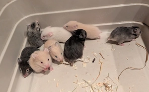Goldhamster Nachwuchs
