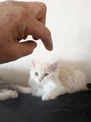Britisch Langhaar Kitten
