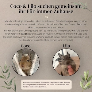 Degus einzelnd und zu zweit abzugeben 
