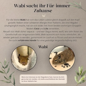 Degus (mit Zubehör oder ohne) auf Wunsch