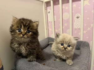 BKH Kitten abzugeben geboren 28.08.26