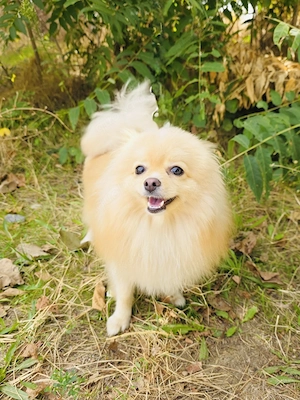 Pomeranien Aira sucht ein Zuhause 