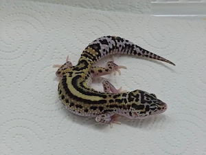 Leopardgecko Weibchen - Eublepharis macularius 