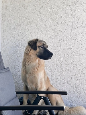 Kangal-Golden-Mischling