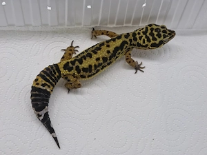 Leopardgecko Weibchen Black Night Inferno het Bell Gecko