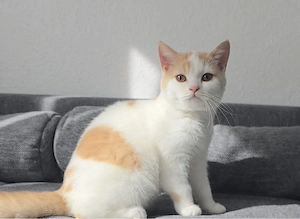 BKH Mädchen ist noch auf der Suche nach neuem Zuhause 