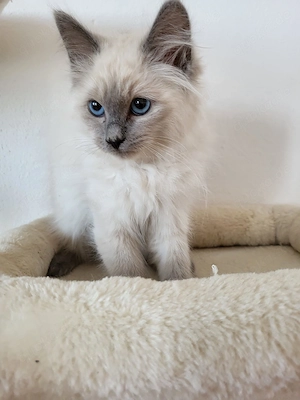 Zauberhafte Ragdoll-Kitten suchen ihre Familie