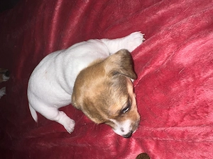 Kleine Jack Russel Terrier suchen Ende Oktober ihr für immer zu Hause 
