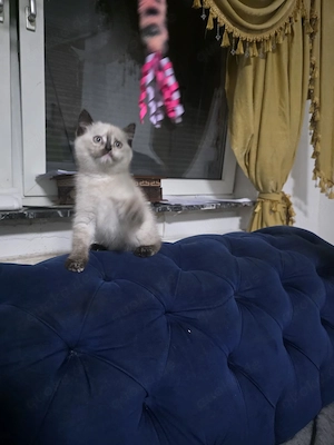Titel: Süßes beiges Katzenmädchen 