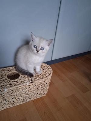 BKH Kätzchen Weibchen Mädchen