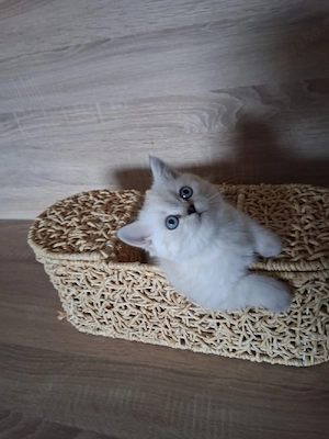 BKH Kätzchen Weibchen Mädchen