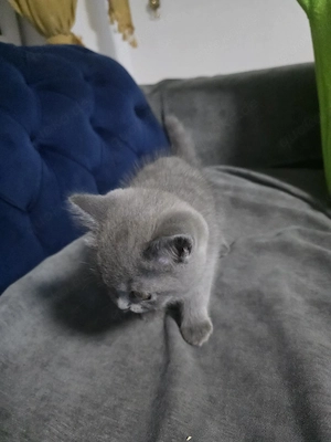 Süßer grauer Kater 