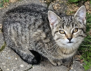    Bezaubernde Bengal-Mix-Kätzchen suchen ein liebevolles Zuhause   