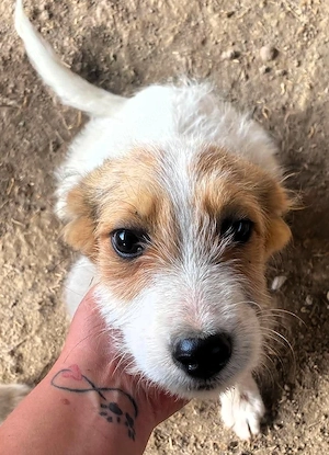  Sammy - kleiner Sonnenschein sucht Familienanschluss