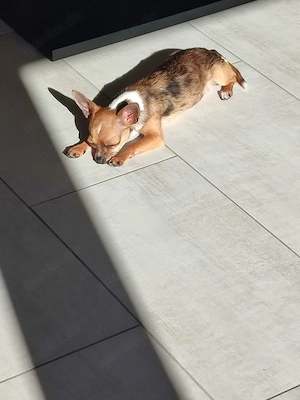 Liebevolle Chihuahua-Hündin Bambi sucht ein neues Zuhause
