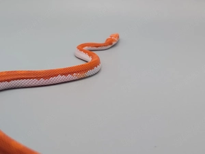 Kornnatter Fire pied sided 