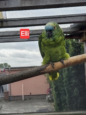 1Pärchen Blaustirnamazonen 