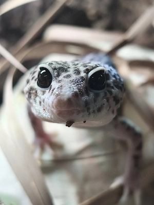 Leopardgecko Mack Super Snow 1.0