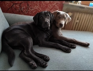 Wer hat günstig eine schwarzen Labrador Welpen Weibchen zu Abgabe.