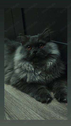 Prächtiger BLH Kater sucht dringend ein Zuhause. 