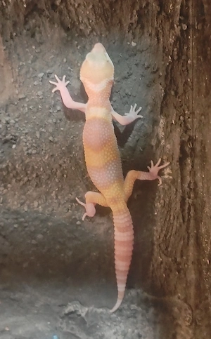 Leopardgecko Super Giant 1.0 Männchen 