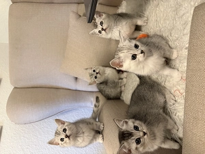 5 Süße Britisch Kurzhaar-Mix Kätzchen Kitten suchen ein liebevolles Zuhause