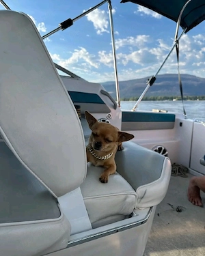 Entzückender männlicher Chihuahua-Welpe zur Abgabe bereit   14 Wochen alt
