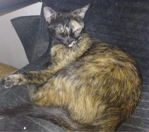 katze 6 bis 8 monate