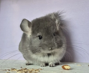 Chinchilla Baby Weibchen 