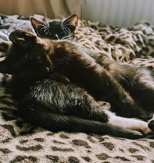 Mischlingskitten