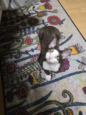 Wunderschöne Devon Rex 
