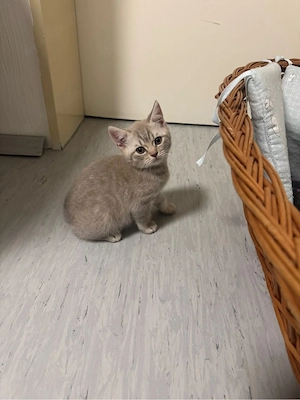 baby kitten