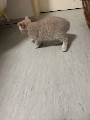 baby kitten