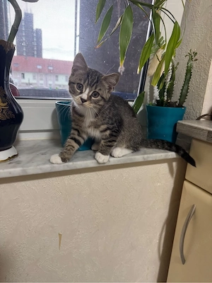 baby kitten