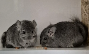 Chinchilla Baby Böckchen 