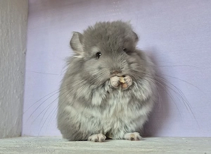 Chinchilla Baby Weibchen 